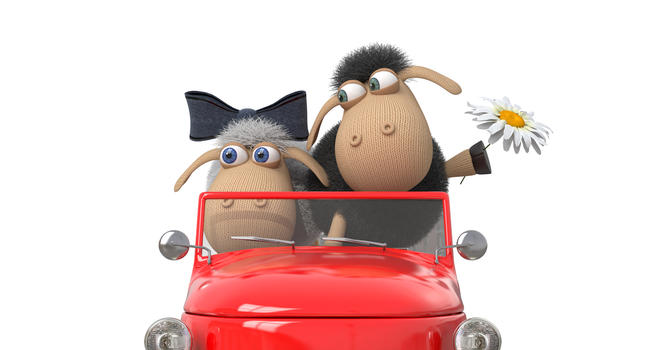 cheerful lambs drive the car